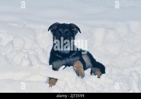 German shepherd puppy in snow Stock Photo