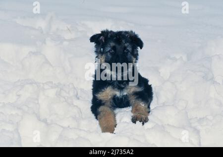 German shepherd puppy in snow Stock Photo