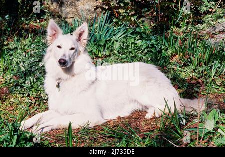 White German shepherd laying down outdoors Stock Photo