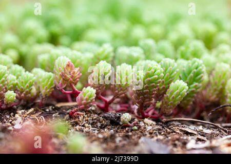 Sedum hispanicum carpet growing in a soil. Sedum rubrotinctum jelly bean plant close-up. Succulent natural foliage carpet. Tight evergreen silvery blu Stock Photo