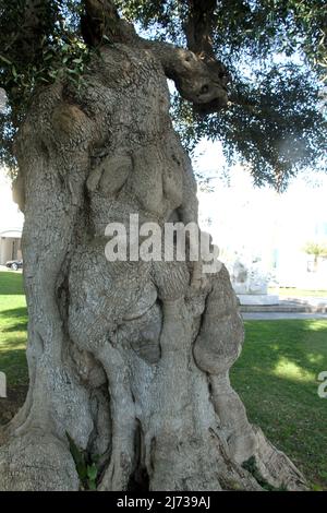 Gnarled trunk of an olive tree in Puglia, Italy Stock Photo