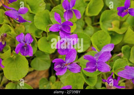 Common Violets growing wild in the spring aka Wood Sweet English or Garden Violet Stock Photo