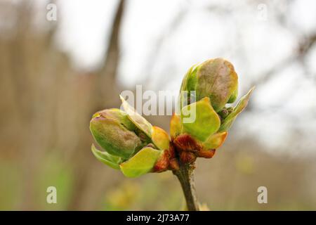 First spring buds on tree branch ready to blossom into leaves to begin photosynthesis. Stock Photo