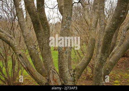 A Multi Stem Tree with Many Trunks Background Texture Stock Photo