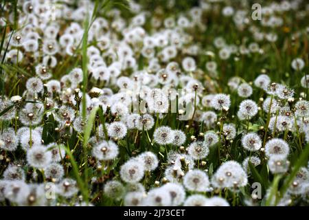 May 5, 2022, Berlin, Berlin-Steglitz, Germany: Dandelion on a meadow in Berlin's Steglitz district. (Credit Image: © Simone Kuhlmey/Pacific Press via ZUMA Press Wire) Credit: ZUMA Press, Inc./Alamy Live News Stock Photo