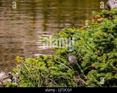 Cute Dark-eyed junco standing on a branch at Rocky Mountain National Park, Colorado Stock Photo