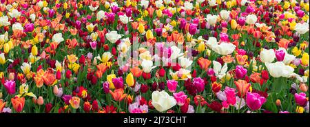 Flowerbed of colorful blooming tulips in a park in the Netherlands