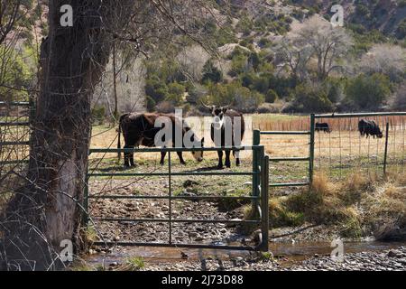 Cattle grazing on land in Chimayo, New Mexico. Stock Photo