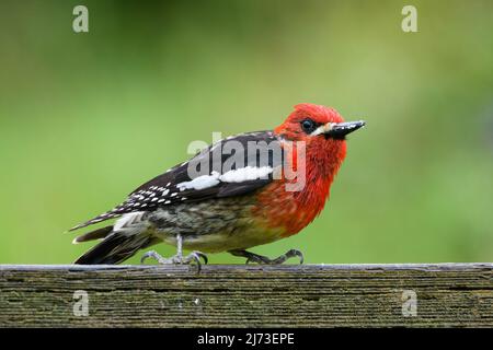 A red breasted sapsucker standing on a fence rail with traces of suets from garden feeder on bill Stock Photo