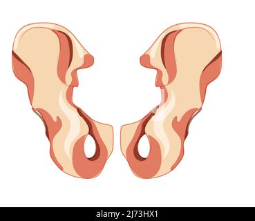 Skeleton hip bone os coxae, innominate, pelvic coxal bone Human back view. Set of Anatomically correct 3D realistic flat natural color concept. Vector illustration of anatomy isolated white background Stock Vector