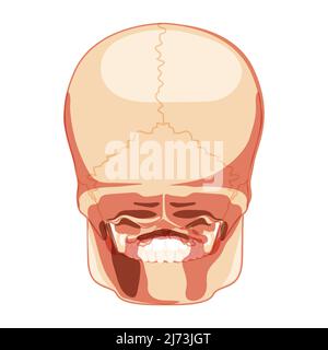 Skull Skeleton Human head back posterior view. Human jaws model. Set of chump realistic 3D flat natural color concept. Vector illustration of anatomy isolated on white background Stock Vector