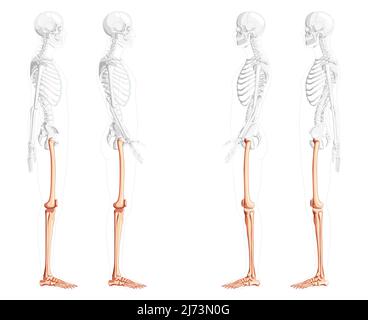 The Pelvic Girdle of Human Hip Bone Anatomy Vector Illustration Stock Vector  Image & Art - Alamy