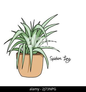 Spider Ivy plant drawing vector illustration Stock Vector