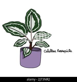Calathea Roseopicta plant drawing vector illustration Stock Vector