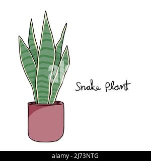 Snake Plant drawing vector illustration Stock Vector