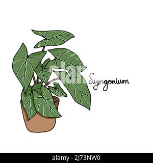 Syngonium plant drawing vector illustration Stock Vector