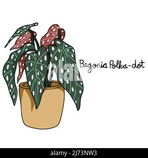 Begonia Polka Dot plant drawing vector illustration Stock Vector