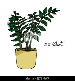 ZZ plant drawing vector illustration Stock Vector