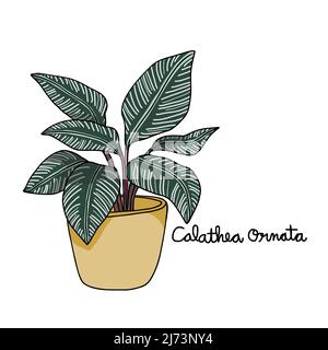 Calathea Ornata plant drawing vector illustration Stock Vector
