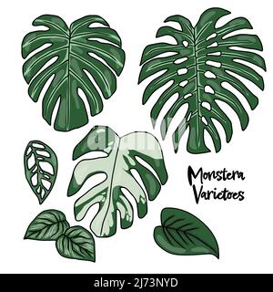 Monstera varieties set vector illustration Stock Vector