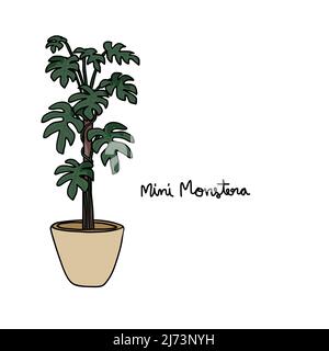Mini Montera plant drawing vector illustration Stock Vector