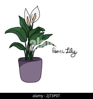 Peace lily plant drawing vector illustration Stock Vector