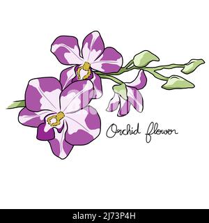 Orchid flower vector illustration Stock Vector