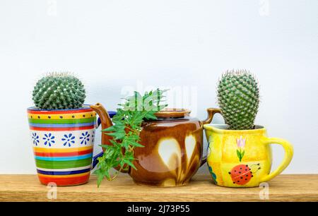 House plants grown in recycled mug, jug and tea pot displayed shelf, recycle, reuse, up cycle for sustainable living and gardening Stock Photo