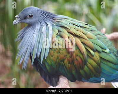 Magnificent superlative Nicobar Pigeon with dazzling lustrous multicolored plumage. Stock Photo