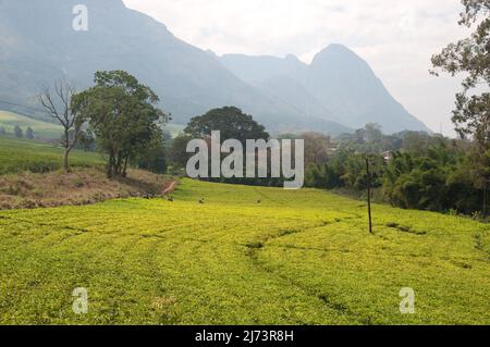 Tea plantations overlooked by Mt Mulanje, Mulanje District, Malawi, Africa - people picking tea leaves Stock Photo