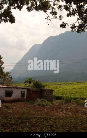 Tea plantations overlooked by Mt Mulanje, Mulanje District, Malawi, Africa - small hut for plantation workers Stock Photo