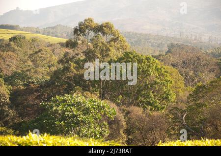 Tea plantations overlooked by Mt Mulanje, Thyolo District, Malawi, Africa - beautiful undulating landscape Stock Photo