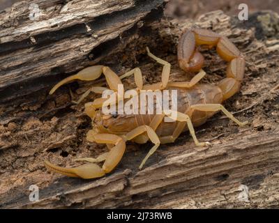 Indian red scorpion (Hottentotta tamulus) on bark, a highly venomous species from India, Pakistan, Nepal and Sri Lanka Stock Photo