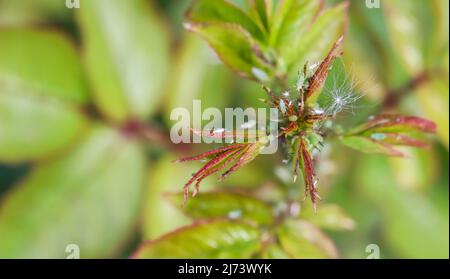 Green and pink aphids on roses. Pests damage the plant and spread disease Stock Photo