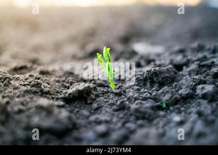 The first green leaves of young sprouted peas in the vegetable garden close-up Stock Photo
