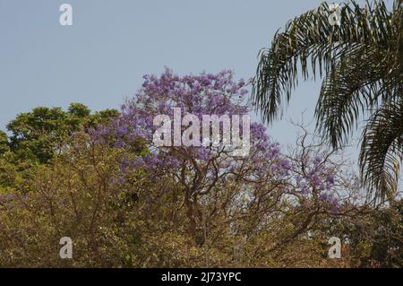 Jacaranda Tree, Luxury hotel, Blantyre, Malawi, Africa Stock Photo - Alamy