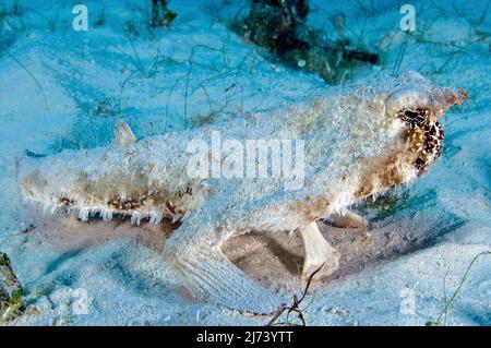 Shortnose Batfish (Ogcocephalus nasutus), fish with legs on sandy bottom, Cuba, Caribbean Sea, Caribbean Stock Photo