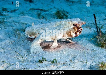 Shortnose Batfish (Ogcocephalus nasutus), fish with legs on sandy bottom, Cuba, Caribbean Sea, Caribbean Stock Photo