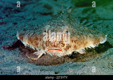 Shortnose Batfish (Ogcocephalus nasutus), fish with legs on sandy bottom, Cuba, Caribbean Sea, Caribbean Stock Photo