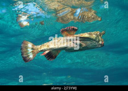 Shortnose Batfish (Ogcocephalus nasutus), fish with legs, bad swimmer, Cuba, Caribbean Sea, Caribbean Stock Photo