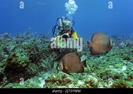 Scuba diver photograps a couple of Caribbean Angelfishes, Cuba, Caribbean Stock Photo