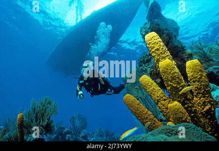 Scuba diver in a caribbean coral reef with giant sponges, yellow tube sponges (Aplysina fistularis), Cuba, Caribbean Sea, Caribbean Stock Photo