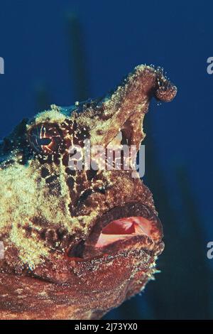 Roughback batfish (Ogcocephalus parvus), portrait, Cuba, Caribbean Sea, Caribbean Stock Photo