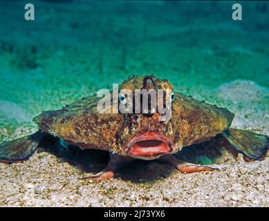 Cuba, Kuba, Caribbean Sea, Caribbean | Roughback batfish (Ogcocephalus parvus), fish with feet, Cuba, Caribbean Sea, Caribbean Stock Photo