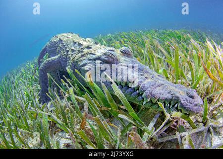 American crocodile (Crocodylus acutus), laying on seagrass, Jardines de la Reina, Cuba, Caribbean sea, Caribbean Stock Photo