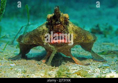 Cuba, Kuba, Caribbean Sea, Caribbean | Roughback batfish (Ogcocephalus parvus), fish with feet, Cuba, Caribbean Sea, Caribbean Stock Photo