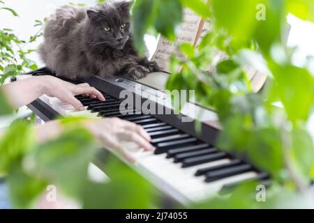 Women's hands play the piano. The hands froze on the keys of the synthesizer. Home music making, relaxation. Biophilic interior design. Lots of housep Stock Photo