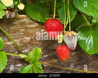 photo shows a close up of Botrytis Fruit Rot or Gray Mold of ...