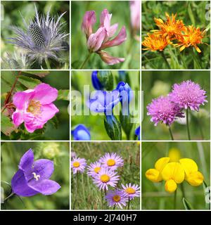 Alpine flora collage II (from top left: Alpine sea holly, Trifolium alpinum, golden hawksbeard, Rosa pendulina, bladder gentian, Alpine pink mist, Pea Stock Photo