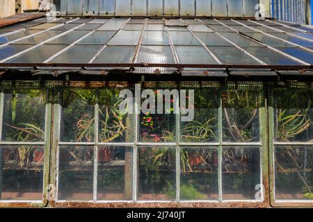 Details with plants inside an old and rusty metallic green house. Stock Photo